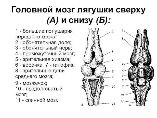 Головной мозг лягушки сверху (А) и снизу (Б): 1 - большие