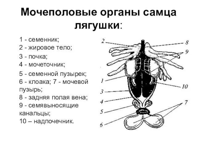 Мочеполовые органы самца лягушки: 1 - семенник; 2 - жировое тело;