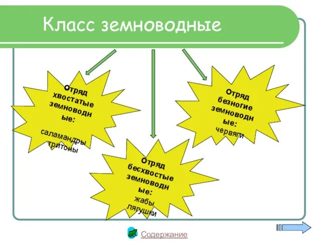 Класс земноводные Отряд хвостатые земноводные: саламандры тритоны Отряд бесхвостые земноводные: жабы