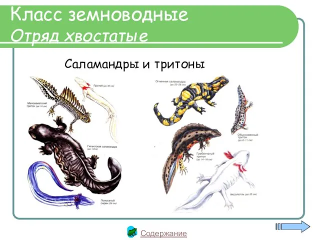 Класс земноводные Отряд хвостатые Саламандры и тритоны Содержание