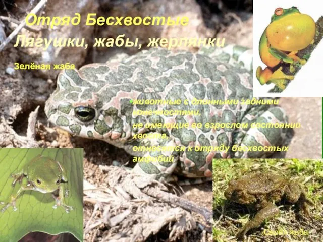 Зелёная жаба Серая жаба Лягушки, жабы, жерлянки животные с длинными задними