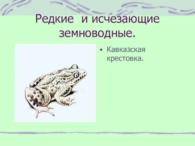 Редкие и исчезающие земноводные. Кавказская крестовка.