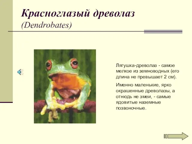 Красноглазый древолаз (Dendrobates) Лягушка-древолаз - самое мелкое из земноводных (его длина