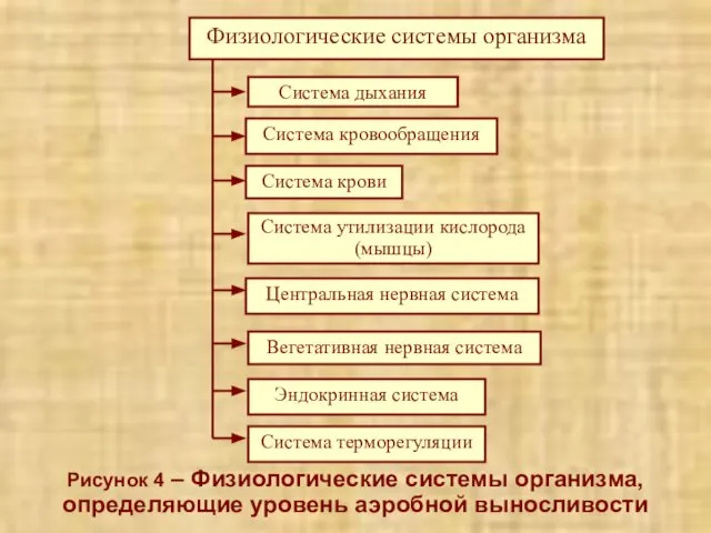 Рисунок 4 – Физиологические системы организма, определяющие уровень аэробной выносливости