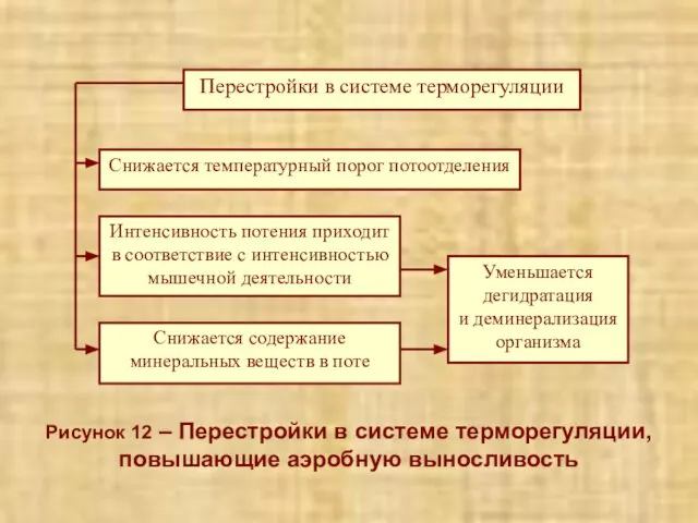 Рисунок 12 – Перестройки в системе терморегуляции, повышающие аэробную выносливость