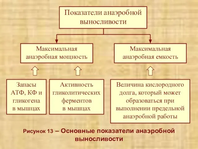 Рисунок 13 – Основные показатели анаэробной выносливости