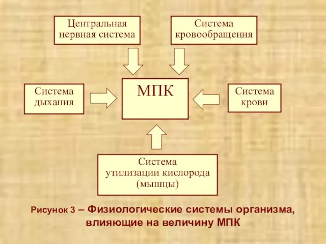 Рисунок 3 – Физиологические системы организма, влияющие на величину МПК