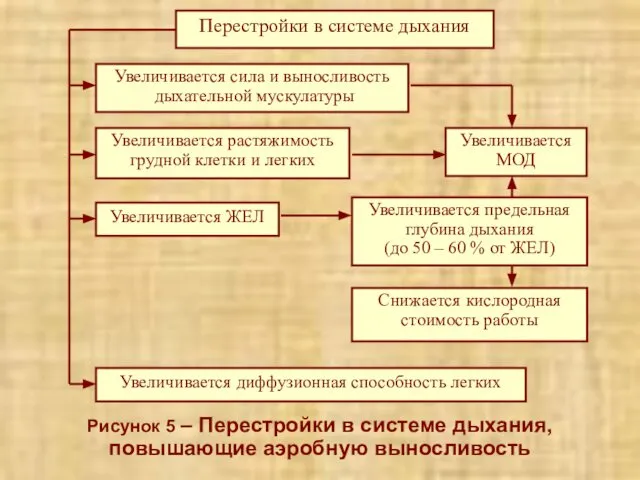 Рисунок 5 – Перестройки в системе дыхания, повышающие аэробную выносливость