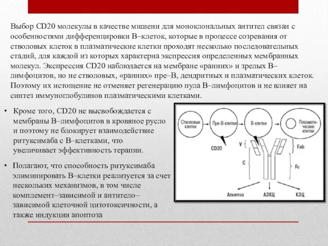 Выбор CD20 молекулы в качестве мишени для моноклональных антител связан с