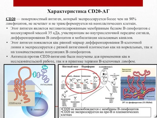 CD20 — поверхностный антиген, который экспрессируется более чем на 90% лимфоцитов,