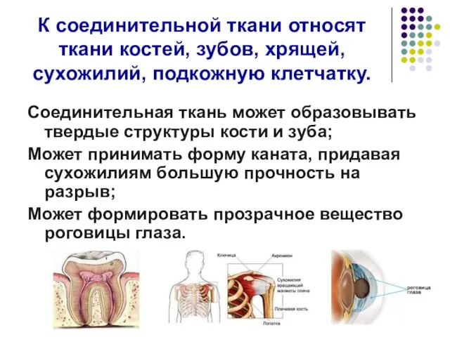 К соединительной ткани относят ткани костей, зубов, хрящей, сухожилий, подкожную клетчатку.