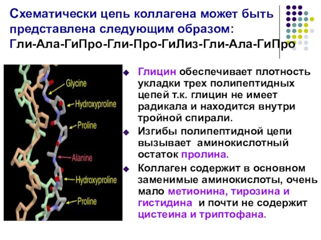 Схематически цепь коллагена может быть представлена следующим образом: Гли-Ала-ГиПро-Гли-Про-ГиЛиз-Гли-Ала-ГиПро Глицин обеспечивает