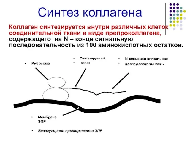 Синтез коллагена Коллаген синтезируется внутри различных клеток соединительной ткани в виде