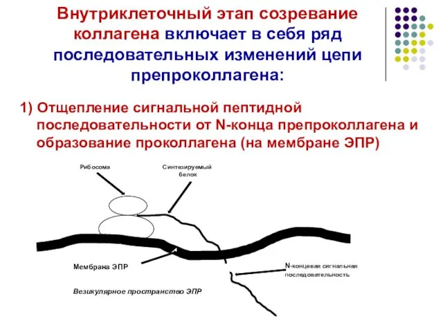 Внутриклеточный этап созревание коллагена включает в себя ряд последовательных изменений цепи