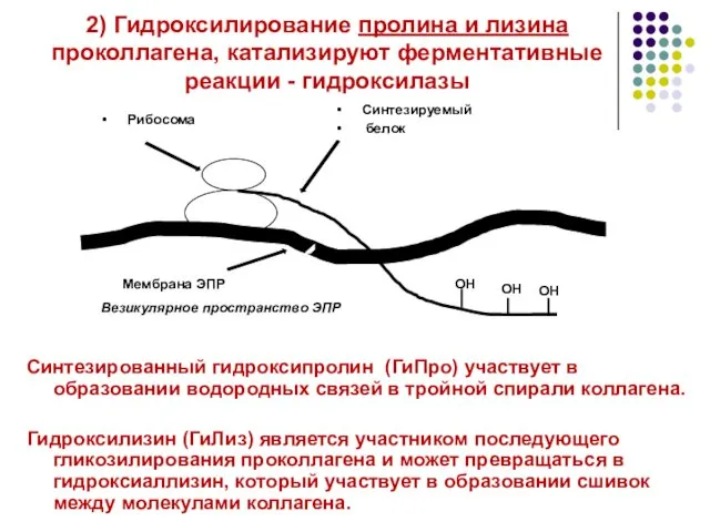 2) Гидроксилирование пролина и лизина проколлагена, катализируют ферментативные реакции - гидроксилазы