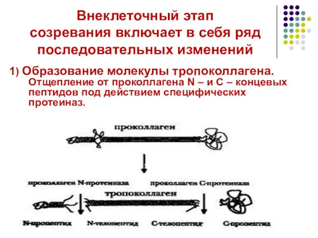 Внеклеточный этап созревания включает в себя ряд последовательных изменений 1) Образование