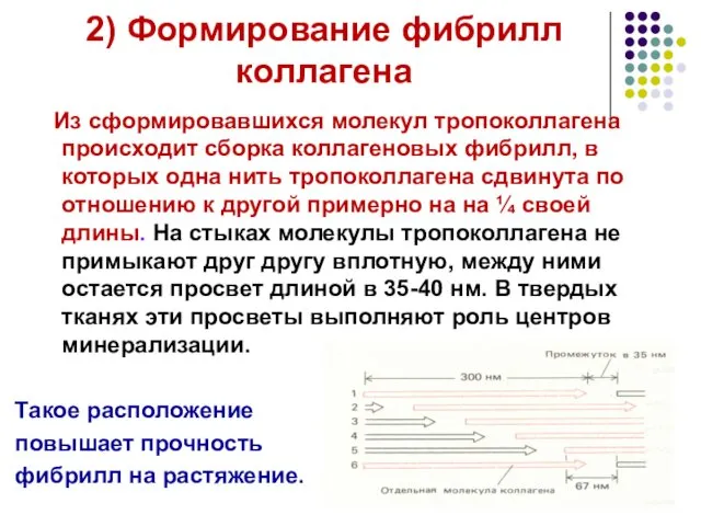 2) Формирование фибрилл коллагена Из сформировавшихся молекул тропоколлагена происходит сборка коллагеновых