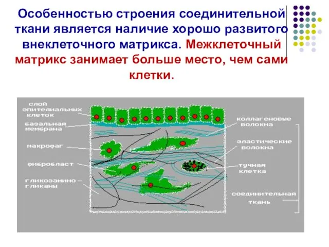 Особенностью строения соединительной ткани является наличие хорошо развитого внеклеточного матрикса. Межклеточный