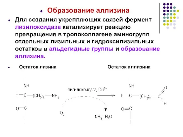 Образование аллизина Для создания укрепляющих связей фермент лизилоксидаза катализирует реакцию превращения