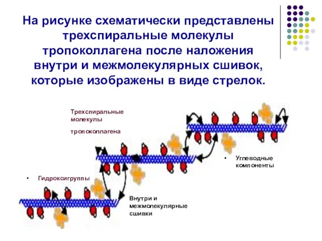 На рисунке схематически представлены трехспиральные молекулы тропоколлагена после наложения внутри и