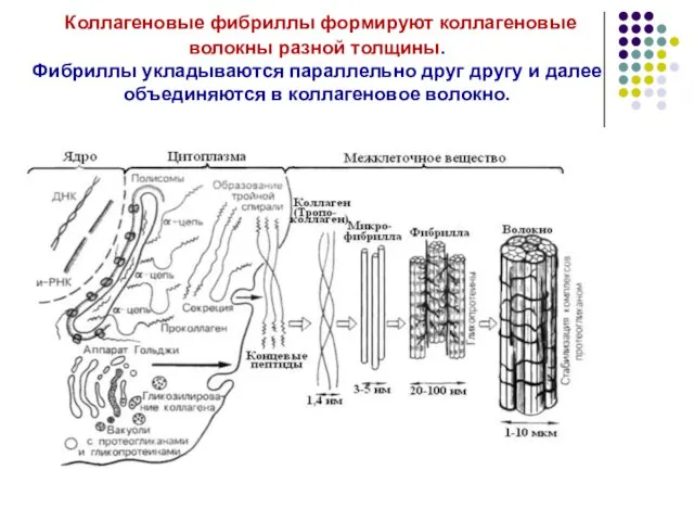 Коллагеновые фибриллы формируют коллагеновые волокны разной толщины. Фибриллы укладываются параллельно друг