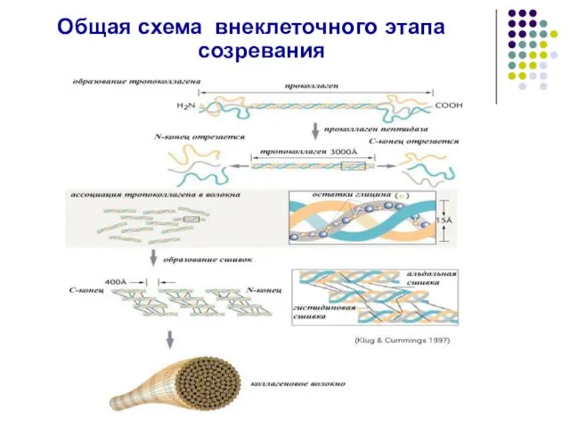 Общая схема внеклеточного этапа созревания