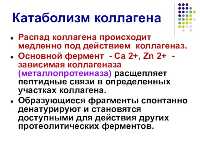 Катаболизм коллагена Распад коллагена происходит медленно под действием коллагеназ. Основной фермент