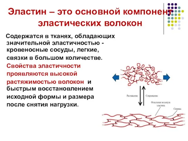 Эластин – это основной компонент эластических волокон Содержатся в тканях, обладающих