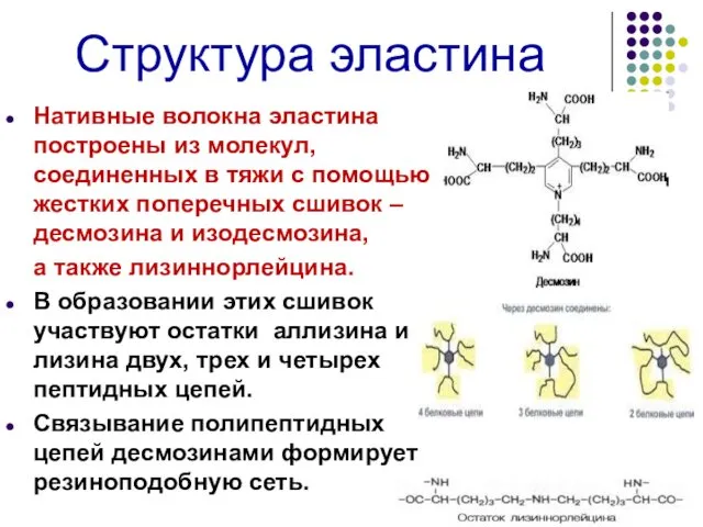 Структура эластина Нативные волокна эластина построены из молекул, соединенных в тяжи