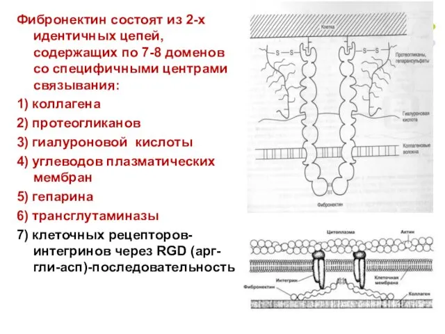 Фибронектин состоят из 2-х идентичных цепей, содержащих по 7-8 доменов со
