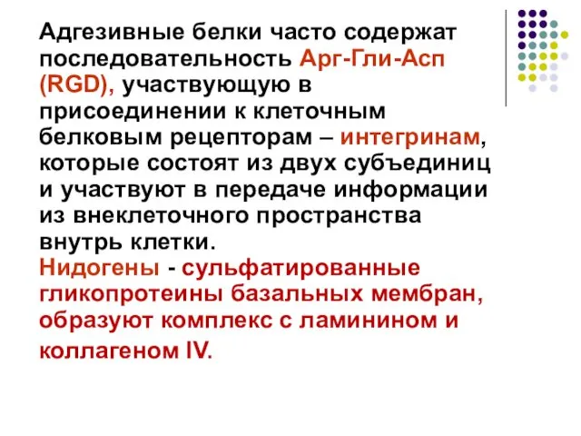 Адгезивные белки часто содержат последовательность Арг-Гли-Асп (RGD), участвующую в присоединении к