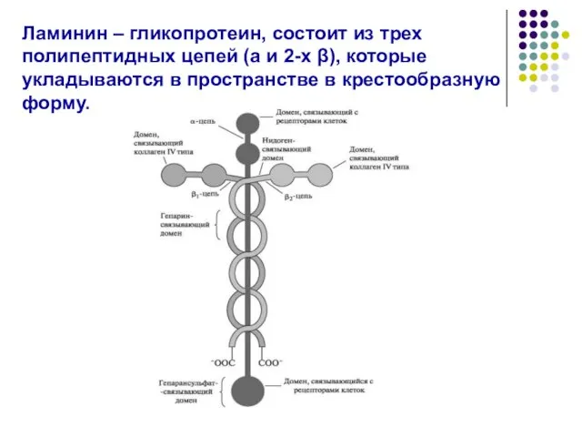 Ламинин – гликопротеин, состоит из трех полипептидных цепей (a и 2-х