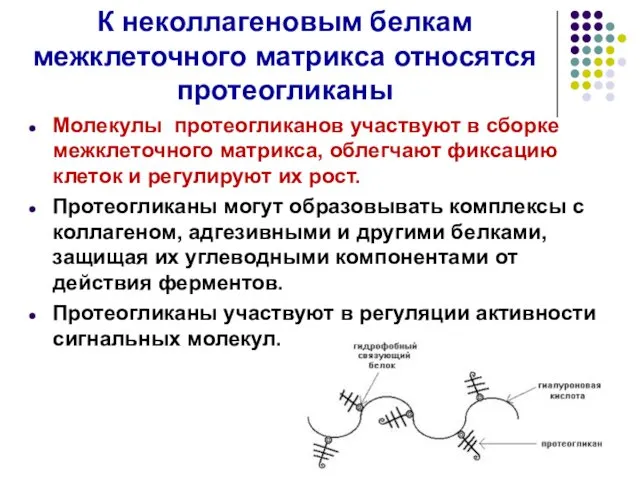 К неколлагеновым белкам межклеточного матрикса относятся протеогликаны Молекулы протеогликанов участвуют в