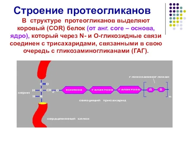 Строение протеогликанов В структуре протеогликанов выделяют коровый (COR) белок (от анг.