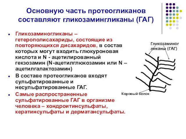 Основную часть протеогликанов составляют гликозамингликаны (ГАГ) Гликозаминогликаны – гетерополисахариды, состоящие из