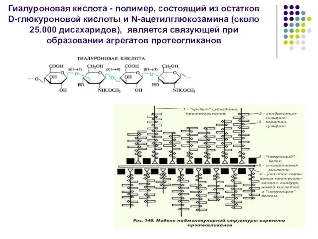Гиалуроновая кислота - полимер, состоящий из остатков D-глюкуроновой кислоты и N-ацетилглюкозамина