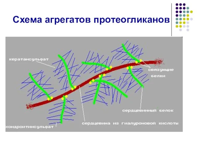 Схема агрегатов протеогликанов