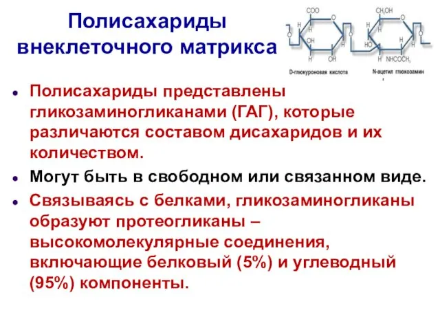 Полисахариды внеклеточного матрикса Полисахариды представлены гликозаминогликанами (ГАГ), которые различаются составом дисахаридов