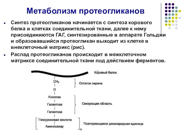 Метаболизм протеогликанов Синтез протеогликанов начинается с синтеза корового белка в клетках