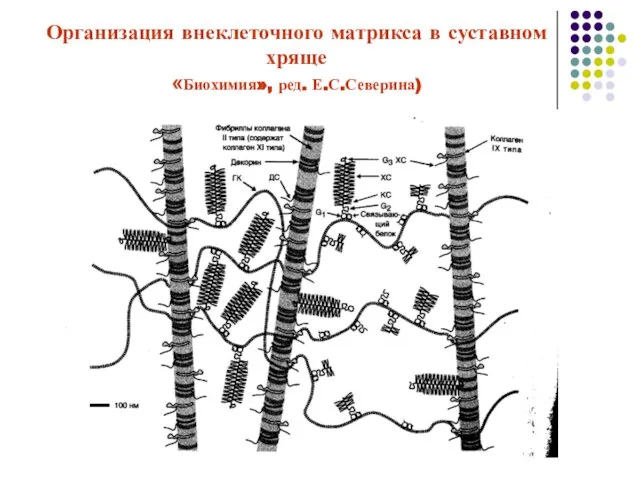 Организация внеклеточного матрикса в суставном хряще «Биохимия», ред. Е.С.Северина)