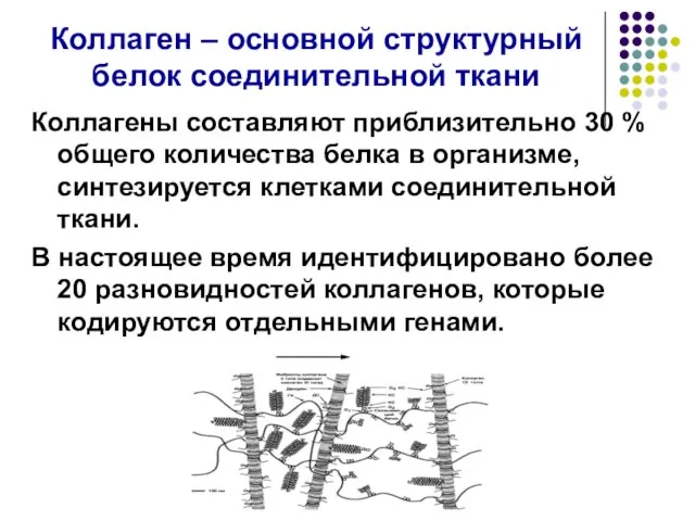 Коллаген – основной структурный белок соединительной ткани Коллагены составляют приблизительно 30