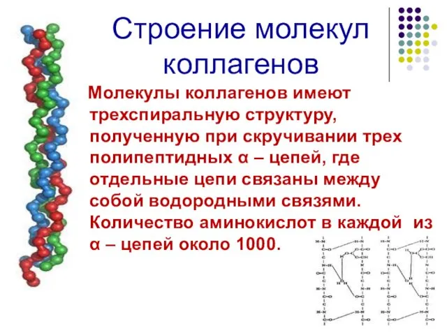 Строение молекул коллагенов Молекулы коллагенов имеют трехспиральную структуру, полученную при скручивании