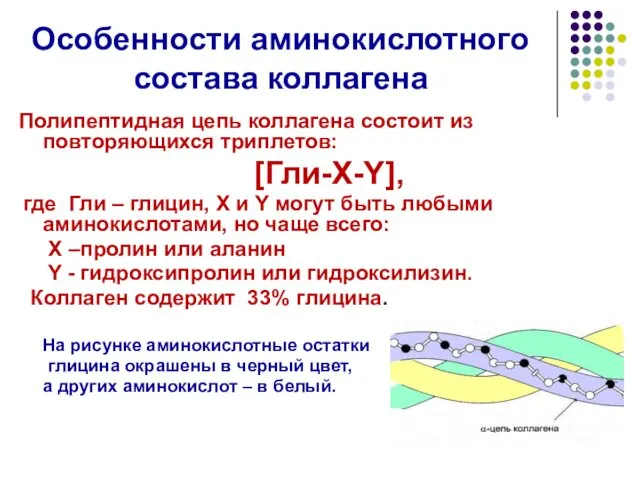 Особенности аминокислотного состава коллагена Полипептидная цепь коллагена состоит из повторяющихся триплетов: