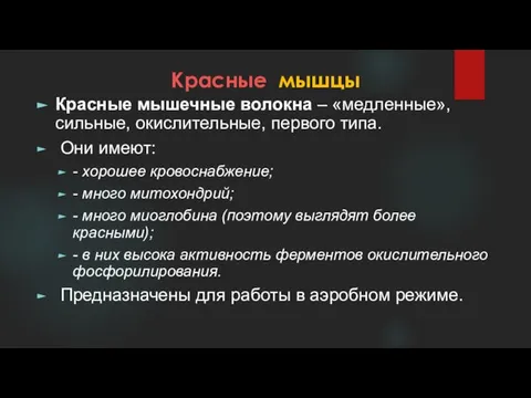 Красные мышцы Красные мышечные волокна – «медленные», сильные, окислительные, первого типа.