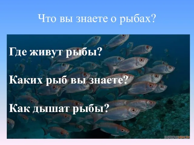 Что вы знаете о рыбах? Где живут рыбы? Каких рыб вы знаете? Как дышат рыбы?