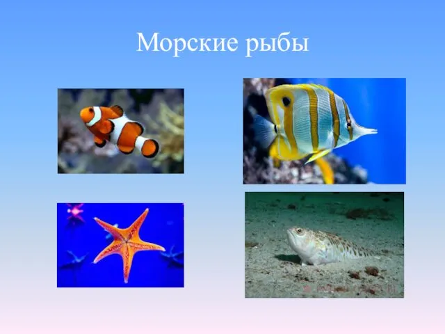 Морские рыбы