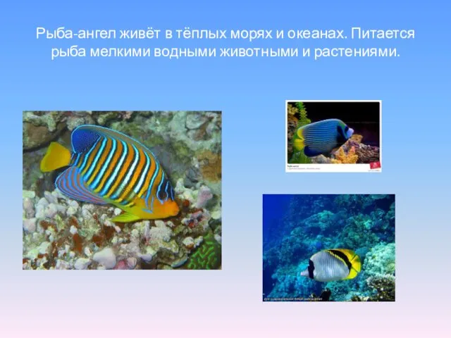 Рыба-ангел живёт в тёплых морях и океанах. Питается рыба мелкими водными животными и растениями.