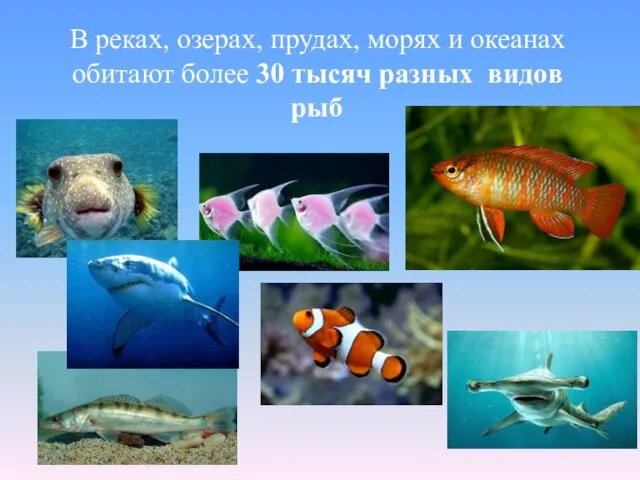 В реках, озерах, прудах, морях и океанах обитают более 30 тысяч разных видов рыб