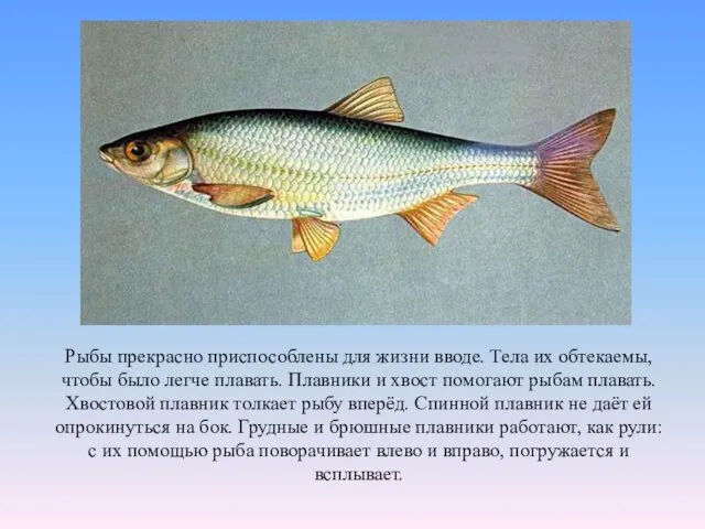 Рыбы прекрасно приспособлены для жизни вводе. Тела их обтекаемы, чтобы было