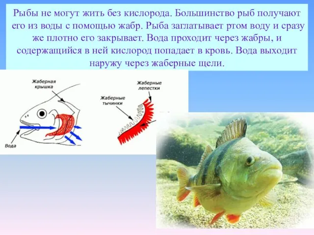 Рыбы не могут жить без кислорода. Большинство рыб получают его из